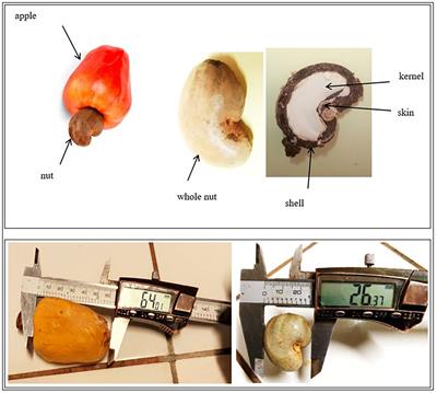 Correlating the morphology of Anacardium occidentale L. fruits from 30 orchards with their physicochemical and nutritional properties